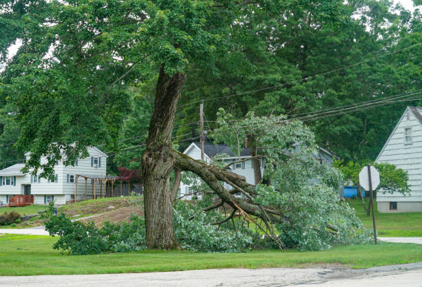 Best Affordable Tree Service  in Felida, WA